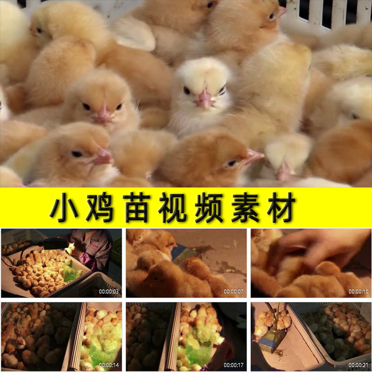 小鸡苗孵化养鸡厂鸡苗培育供应实拍视频素材