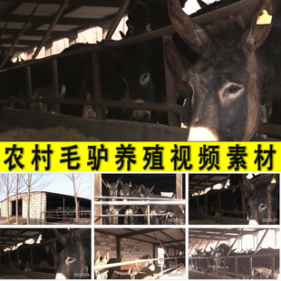 农村毛驴子骡子养殖业养驴养骡乡村养殖业发展扶脱贫实拍视频素材