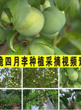 农村青脆李四月李子种植栽培采摘乡村旅游水果园自助采摘视频素材