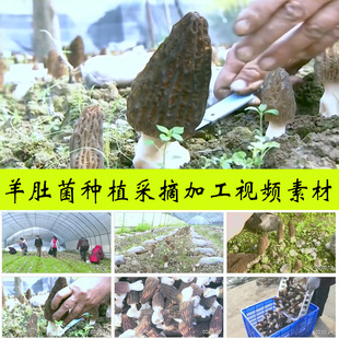 羊肚菌栽培育种植采摘加工农业农村食用菌种植业发展实拍视频素材