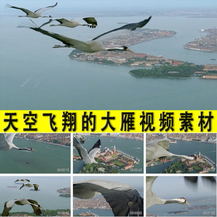 天空飞翔的大雁南飞雁群飞翔实拍视频素材