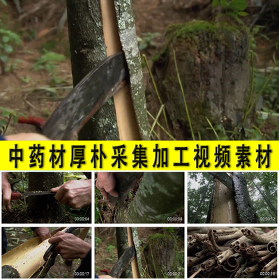 中药材厚朴树种植厚朴皮采集农村药农割厚朴加工晒干实拍视频素材
