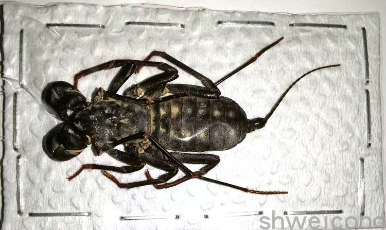A1/A-品质 未整姿 中华盾鞭蝎 Typopeltis sinensis 甲虫昆虫标本