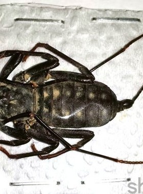 A1/A-品质 未整姿 中华盾鞭蝎 Typopeltis sinensis 甲虫昆虫标本