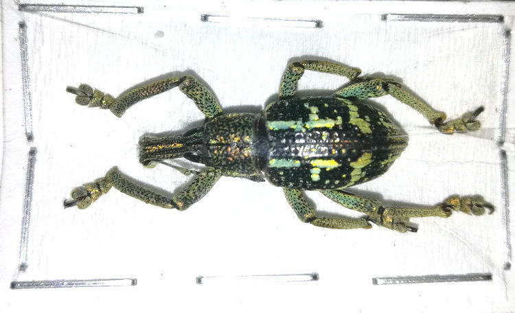 a1品质 未整姿 象甲 rhinoscapha insignis 甲虫昆虫标本