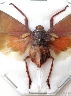 A1品质 已展翅 蝉 Scamandra sanguiflua sanguiflua昆虫甲虫标本