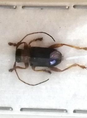 A1/A-品质 未整姿 天牛 Entelopes glauca (小型昆虫)  甲虫标本