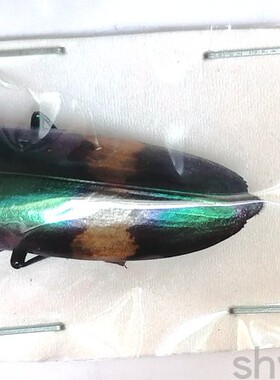 A1/A2品质 未整姿 桑氏金吉丁 chrysochroa saundersii 昆虫甲虫