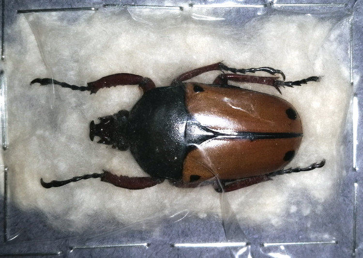 a1品质 未整姿 史密斯花金龟 eudicella smithi smithi 甲虫标本