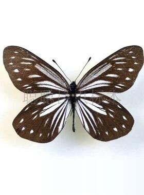 A1/A-品质 未展翅 完善绢粉蝶 Aporia agathon 原蝶真蝴蝶标本