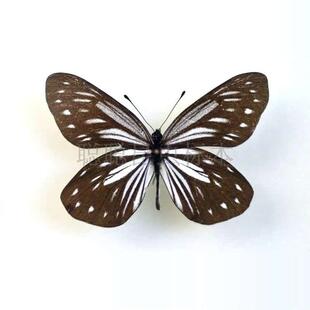 A1/A-品质 未展翅 完善绢粉蝶 Aporia agathon 原蝶真蝴蝶标本