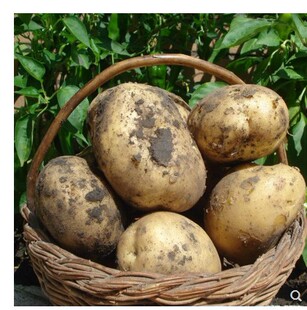 土豆黄心马铃薯新鲜农家自种蔬菜农产品齐齐哈尔市特产5斤装包邮