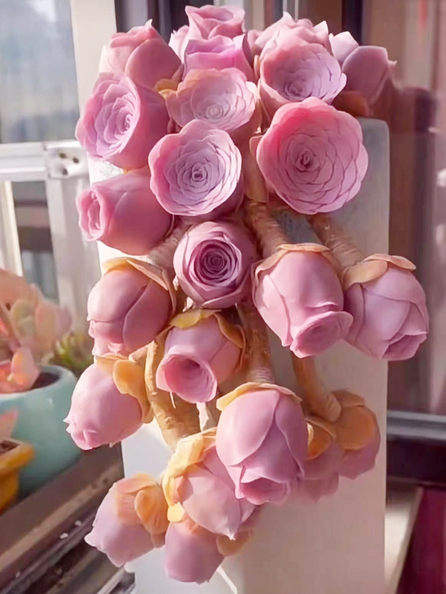 进口夏季多肉植物大颗山地玫瑰粉耶罗办公室内花卉盆栽阳台防辐射