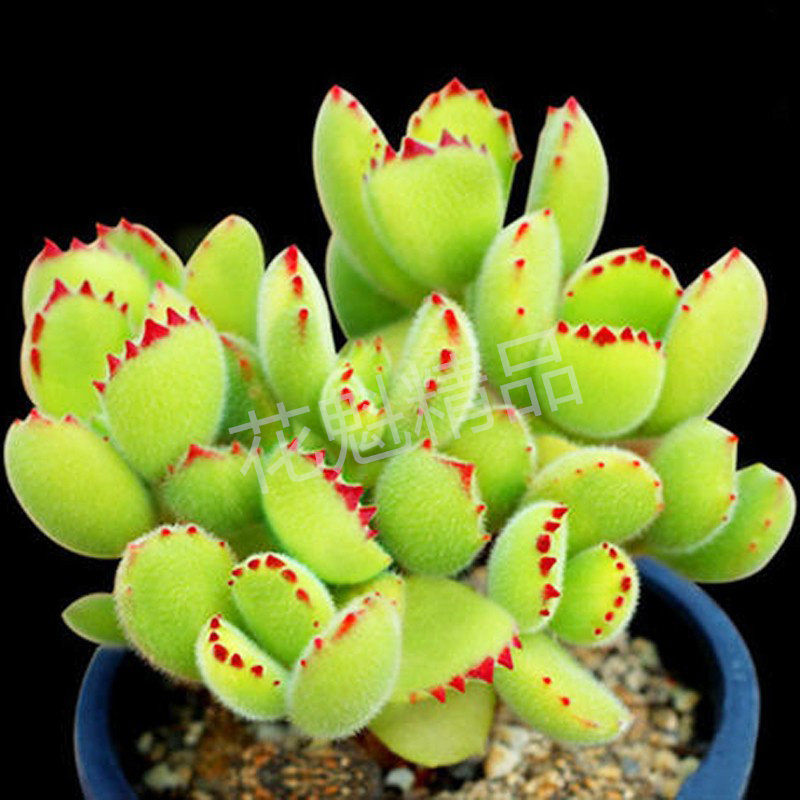 新手好养大颗树桩熊童子趣味多肉植物办公室内花卉盆栽阳台吸甲醛