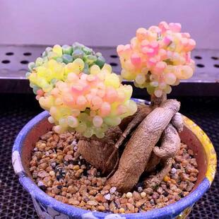 罕见高级控养多肉植物五十铃玉锦多肉绿植盆栽新手阳台花卉防辐射