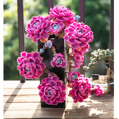 室内好养防辐射晚霞之舞大盆多肉