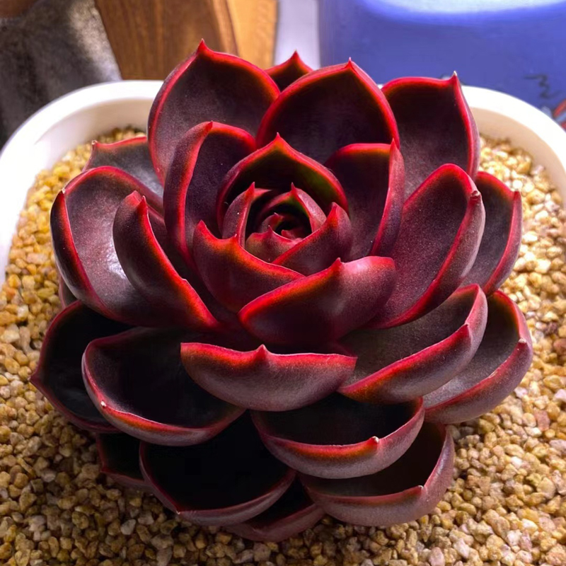 进口日系肉肉红灯莲花趣味好养多肉植物办公桌花卉盆栽阳台防辐射