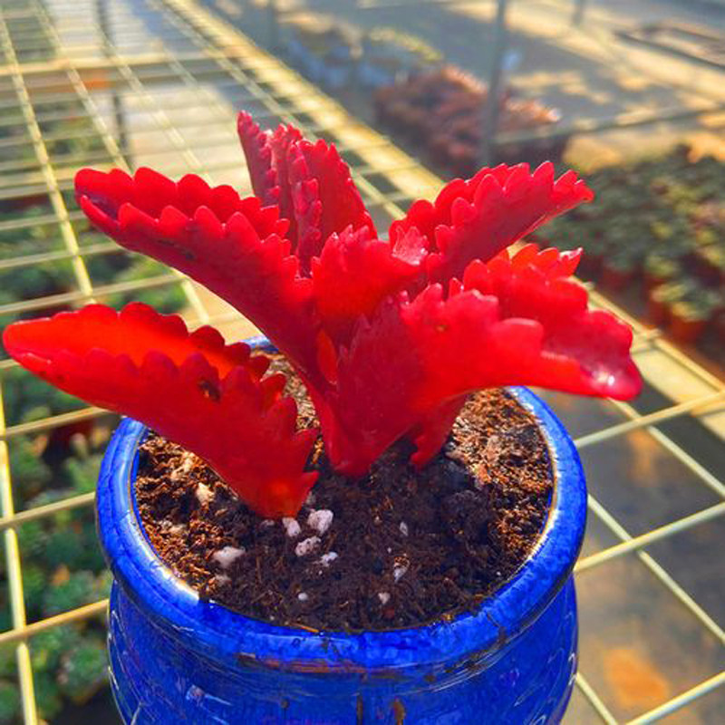 大颗火焰红朱莲老桩办公桌好养多肉植物室内花卉盆栽阳台防辐射