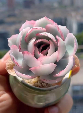 进口小单桩粉色伯克利锦趣味多肉植物办公室内花卉盆栽阳台防辐射