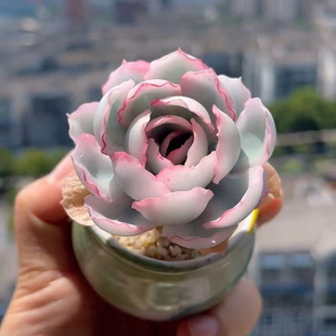 进口小单桩粉色伯克利锦趣味多肉植物办公室内花卉盆栽阳台防辐射