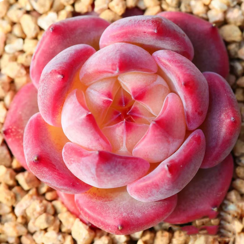 进口韩版果冻粉吉娃莲稀有多肉植物办公桌花卉室内盆栽阳台防辐射