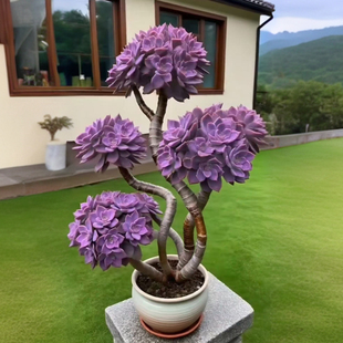 超大紫乐老桩多肉植物盆栽花卉绿植办公室桌面防辐射新手好养活