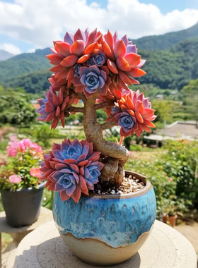 耐养大盆紫色赫拉老桩多肉植物肉肉办公室内绿植盆栽花卉防辐射