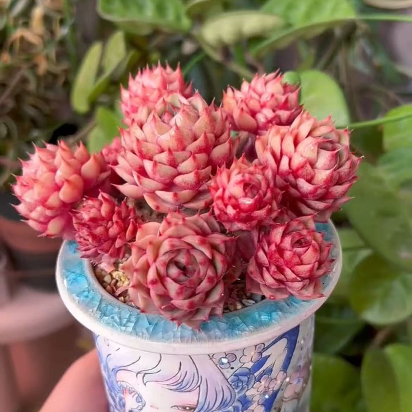 精选一物一拍苯巴粉色多肉植物玫瑰花状群生带盆室内观赏新手易养