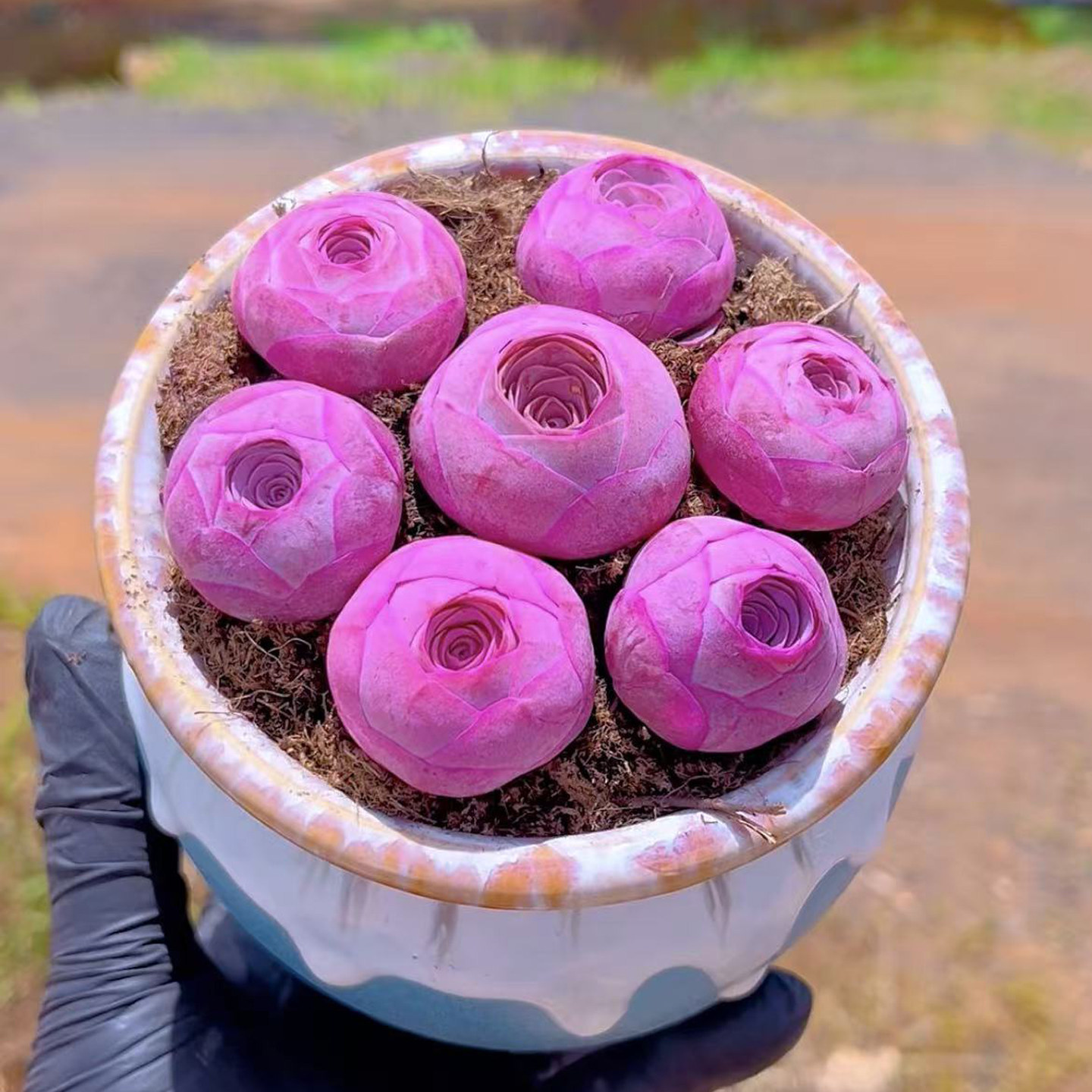 山地玫瑰酒杯玫瑰多肉植物水蜜桃玫瑰鸡蛋玫瑰老桩防辐射新手好养,鲜花速递/花卉仿真/绿植园艺,多肉植物,淘宝优惠券,粉丝福利购,淘宝优惠卷