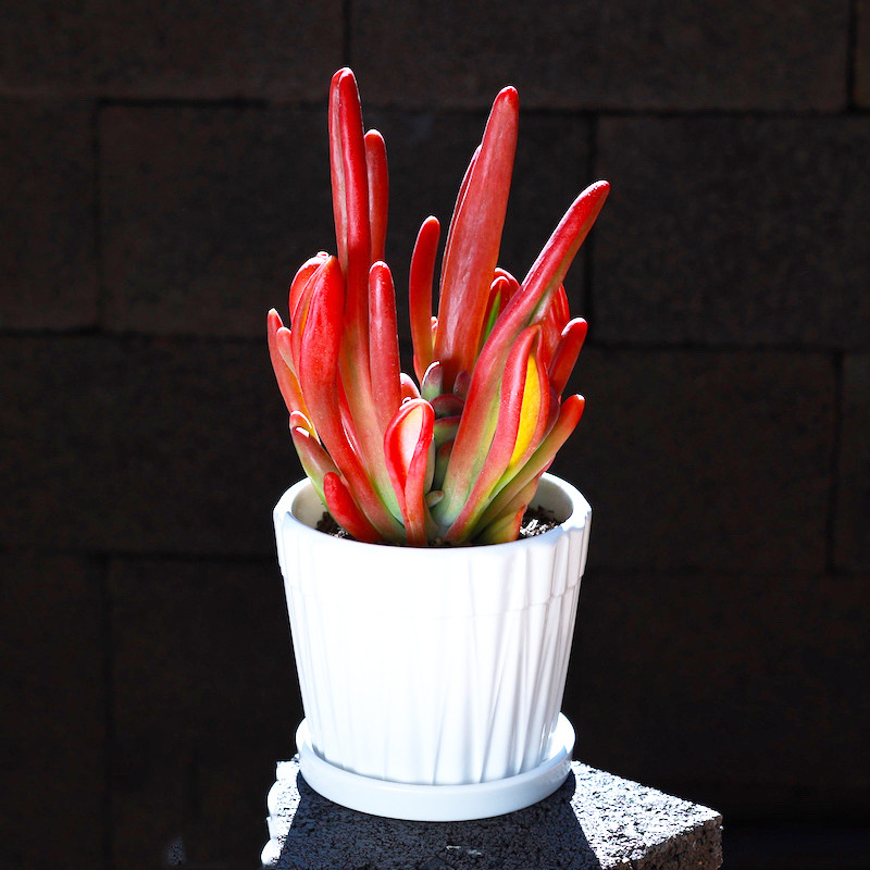 火狐狸大盆耳朵群生老桩趣味多肉植物办公室内花卉盆栽阳台防辐射,鲜花速递/花卉仿真/绿植园艺,多肉植物,淘宝优惠券,粉丝福利购,淘宝优惠卷