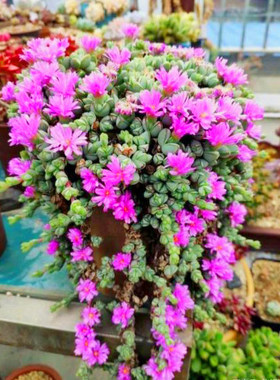 碧玉莲室内开花吊兰好养包邮