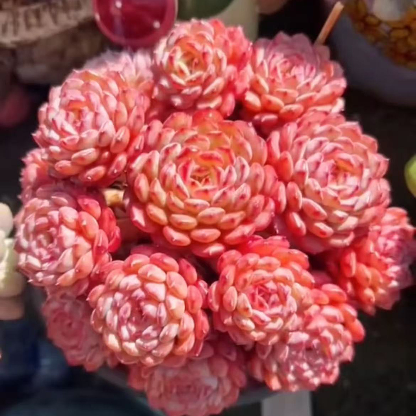 粉红色粉姬莲群生多肉植物盆栽阳台桌面装饰新手易养带盆花卉绿植