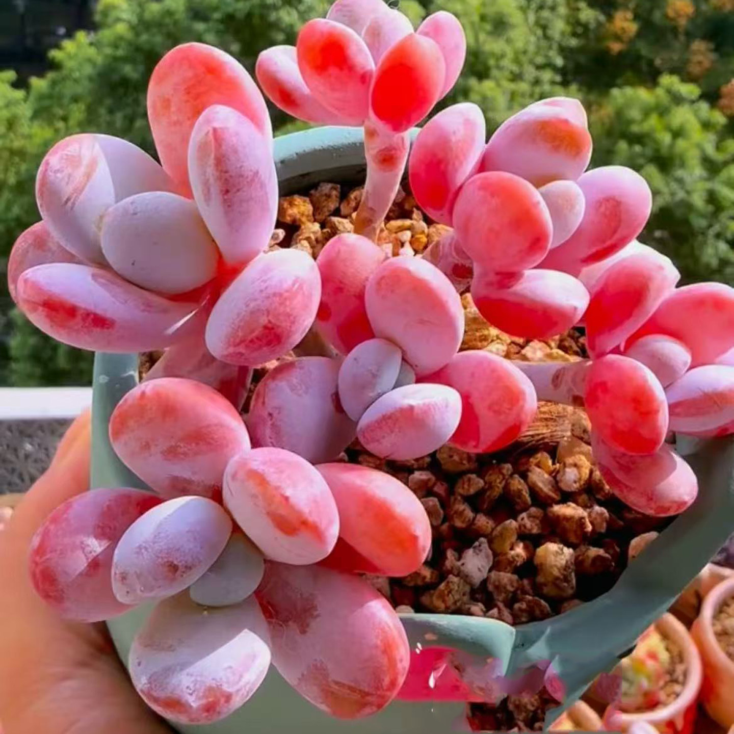 精美粉色雪美人多肉植物盆栽带盆新手易养爆盆肉肉绿植室内装饰