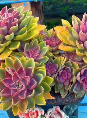 罕见紫色大盆大型多肉植物琼斯大老桩阳台花卉盆栽四季耐养好养活