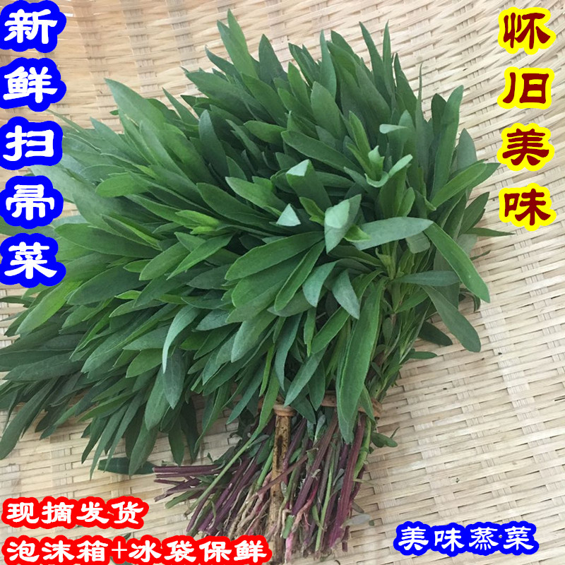 新鲜扫帚菜野菜蒸菜食材扫帚苗菜