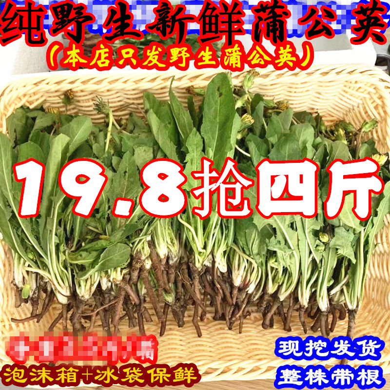 野生蒲公英新鲜野菜现挖特惠包邮