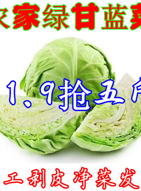 当季包心菜小甘蓝新鲜蔬菜小包菜绿甘蓝菜农家卷心菜圆包菜洋白菜