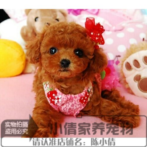 泰迪销量排行榜 泰迪品牌热度排名 小麦优选