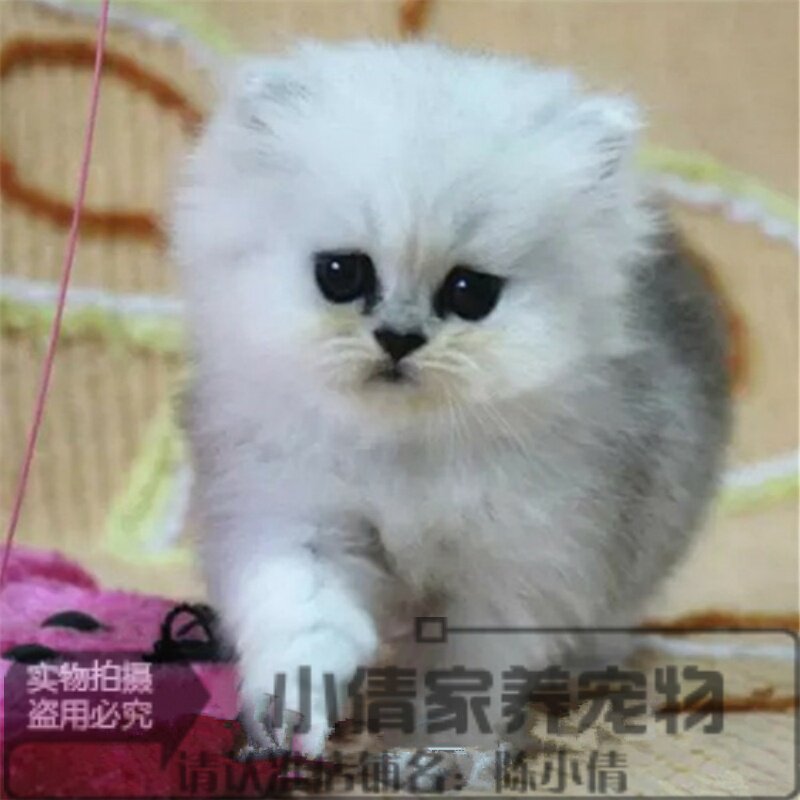 金吉拉小猫纯种家养金吉拉幼猫金吉拉猫长毛猫绿眼猫宠物猫活体y