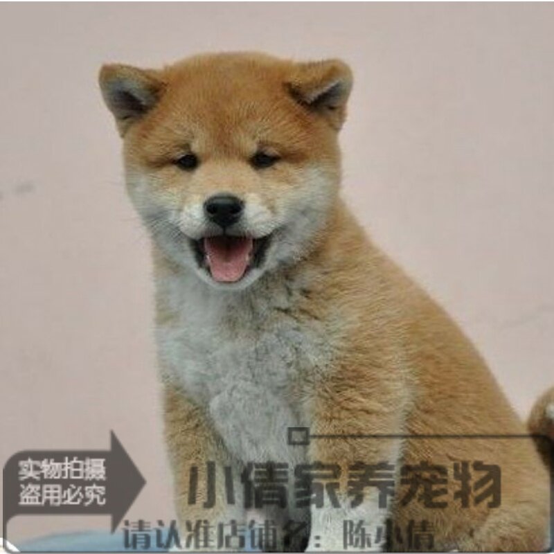 纯种赛级双血统赤色柴犬日系狗狗纯种幼犬犬舍直销支持淘宝y