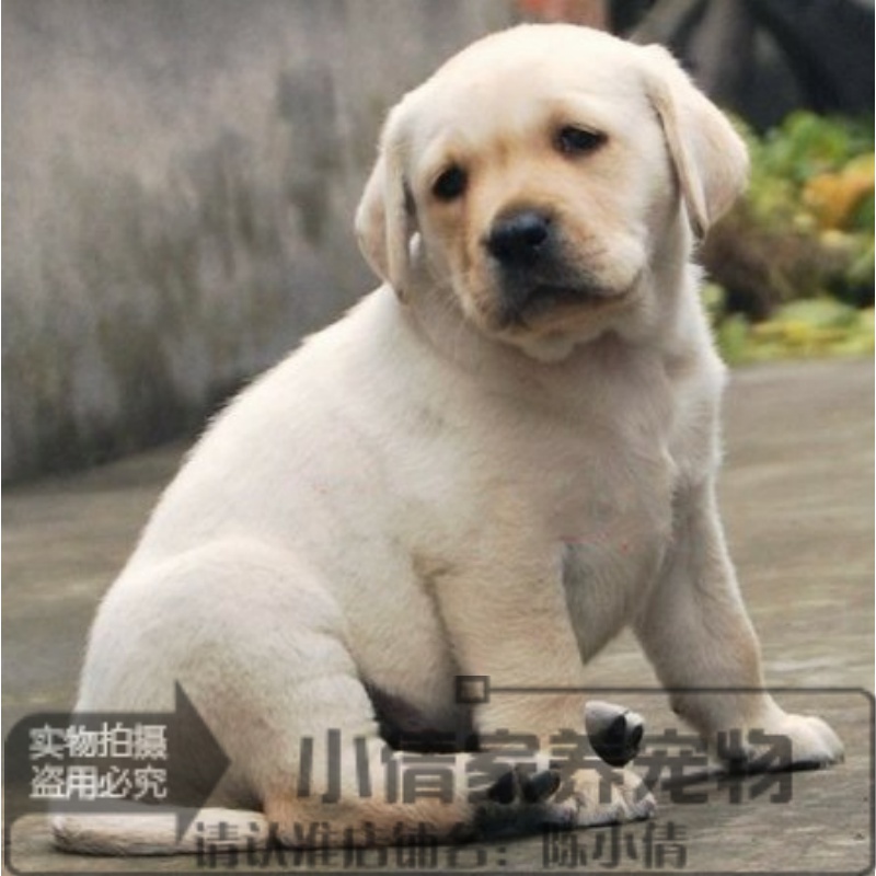 赛级纯种拉布拉多幼犬活体宠物狗狗奶油色拉布拉多犬