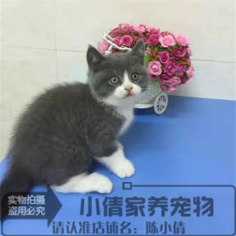出售英短蓝白宠物猫幼猫纯种英国短毛猫蓝白蓝猫幼崽活体立耳猫y