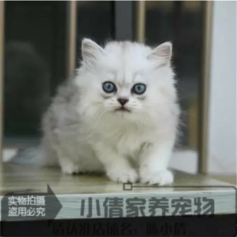 出售金吉拉幼猫长毛猫纯种家养金吉拉宠物猫金吉拉幼猫活体猫咪y