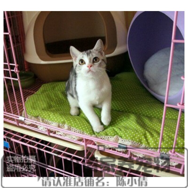 纯种美短起司猫 美国短毛猫 美短加白幼猫 美短猫活体 家养出售y