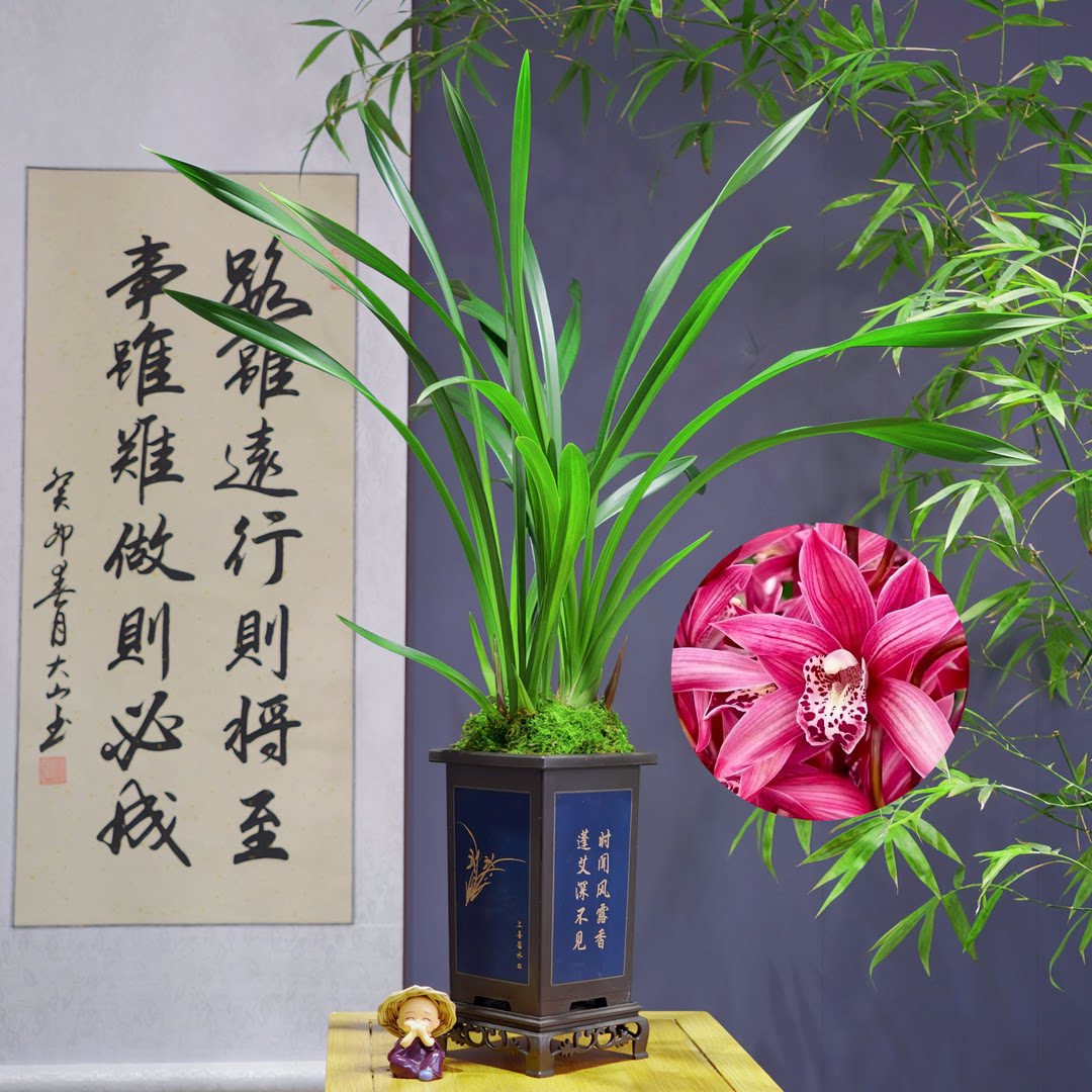 兰花惠兰[红将军]浓香型超大盆带国风盆种好观赏性极高好养活