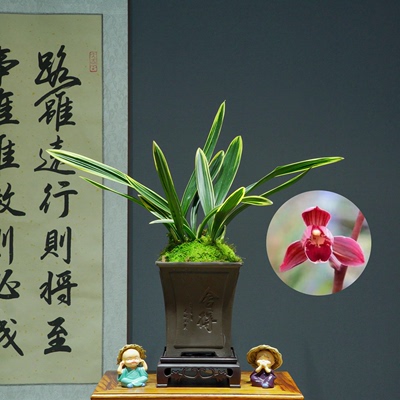 兰花[东方红神荷]带花苞浓香型带陶瓷盆种好勤花勤芽好养易活