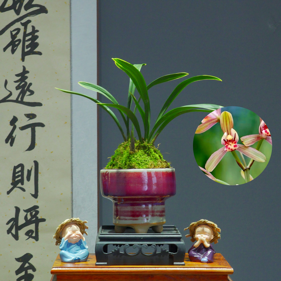 兰花建兰名品[禅月达摩]带紫色陶瓷盆种好适合新手好养易活 鲜花速递/花卉仿真/绿植园艺 国兰/杂交兰/洋兰类 原图主图