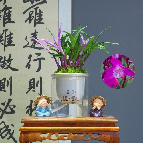 兰花[七彩石斛]浓香型带懒人水培盆种好 好养易活