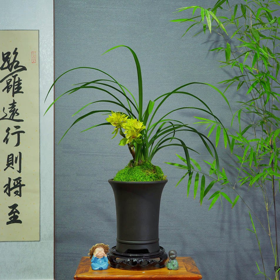 兰花春兰[黄金万两]带花苞浓香型带陶瓷盆种好勤花勤芽好养易活