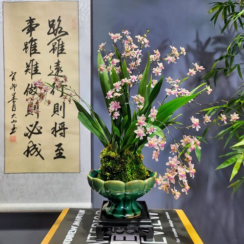 文心兰 跳舞兰舞女兰室内懒人花卉绿植物盆栽好养易活